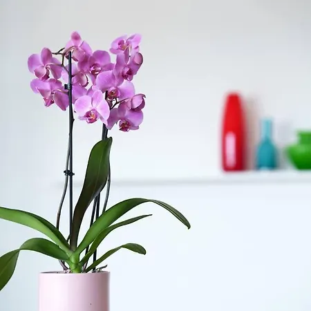 Comfort Style Apartament *